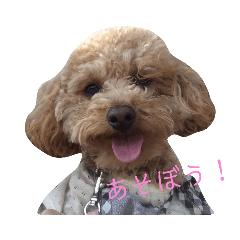 トイプードルのララ