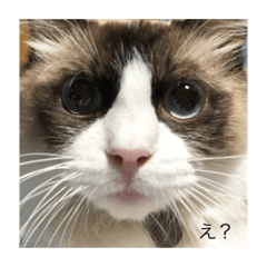 ラグ猫チロとカイの日常1