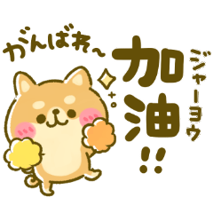 中国語♡日本語訳 豆柴日和