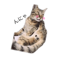 保護猫にゃんこ