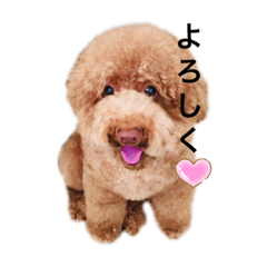 トイプーアンリ2