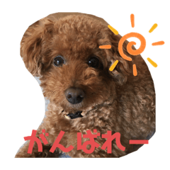 トイプードル　Gen たまに博多弁