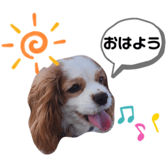 うちのキャバリア12