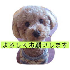 ローラの写真スタンプ