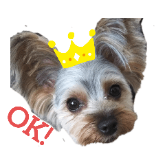 ヨーキーマック