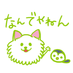 関西弁ポメラニアン　ぽん太