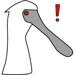 クロツラヘラサギ