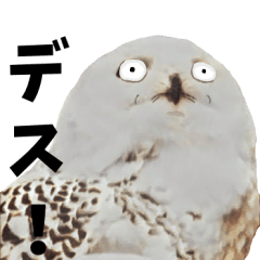 一言とりさん!!