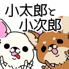 いけいけラブリーチワワ兄弟