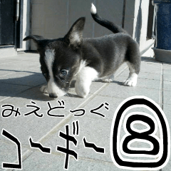 みえどっぐスタンプ コーギーカーディ編 ８