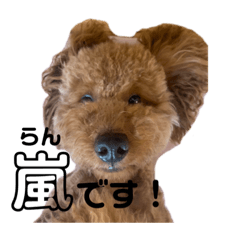 嵐と書いてRAN withココア