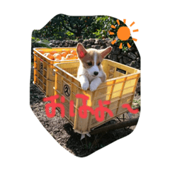 コーギーのおと