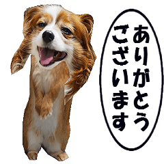 動く、実写のウサギイヌ