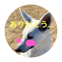 ホワイトシェパードハックン！4