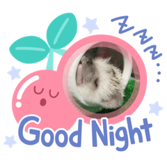 ハリネズミのきなちゃん