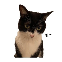 ウチの子スタイル❷