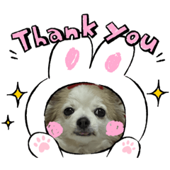 ワワちゃんです！