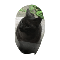 我が家の猫（アリスちゃん）