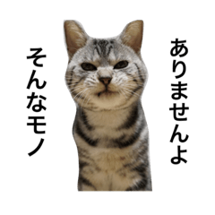 アメリカンショートヘアー あろまんさん。2