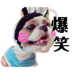 プッチー&プーシャ