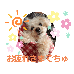 17歳で天使になったおばあわんプードルココ