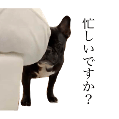 フレンチブルドッグ MILOときどきCOCO