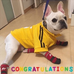 フレンチブルドッグ・トム