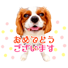 ちょっと大きめキャバリア犬のメイ