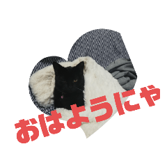 黒猫姉妹ローズ＆サクラの日常挨拶