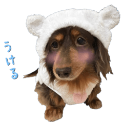 くまさんダックス