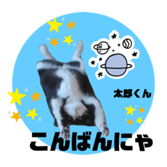 みー、はな、太郎、ちびにゃん(試作)