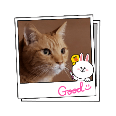 ねこのばんちゃんver.2