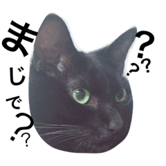 うちのねこちゃんず【普段使い】