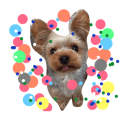 可愛いヨークシャテリア