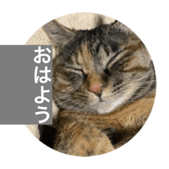 あたちひめです。時々との。