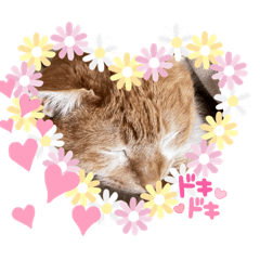 リロニャンスタンプ