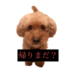 うちのどぐ　ころん