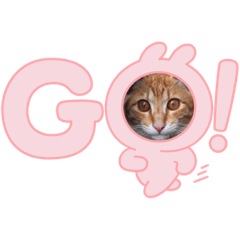 ちゃとらんらん