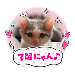 のりのりのりのりのり@