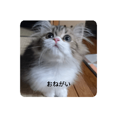 まめもこちゃんスタンプ