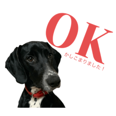 Irish Setter&Dalmatian Mix dog デイジー