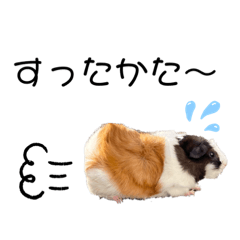 モルモットのチャッピー