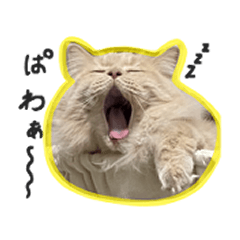 猫のアルテくん　ひとこと