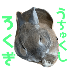 かいらしろくぎ