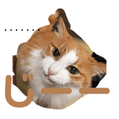 6匹のニャンコパート4