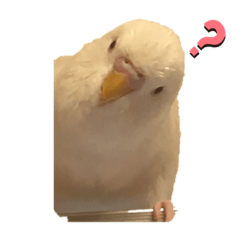 コトリの日常スタンプ