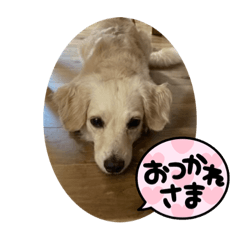 オンちゃんスタンプ