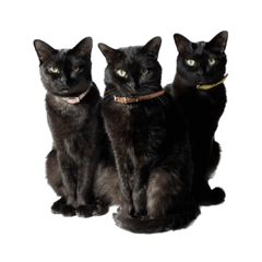 ネコノニチジョウ