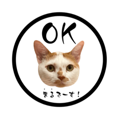 保護猫カフェ暖猫2