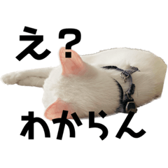 車屋の看板猫【りむちゃん】土佐弁編